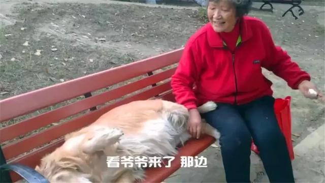 導盲犬在公園等主人歸來，卻不知爺爺早已病逝，奶奶在旁耐心陪伴