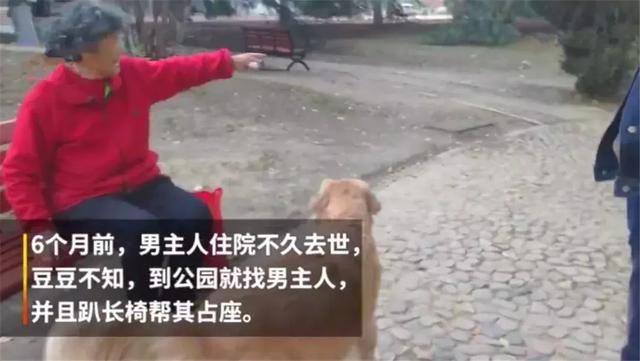 導盲犬在公園等主人歸來，卻不知爺爺早已病逝，奶奶在旁耐心陪伴