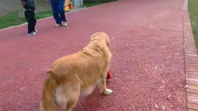 導盲犬在公園等主人歸來，卻不知爺爺早已病逝，奶奶在旁耐心陪伴