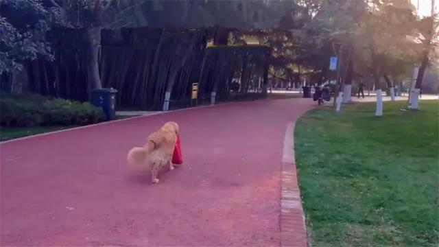 導盲犬在公園等主人歸來，卻不知爺爺早已病逝，奶奶在旁耐心陪伴
