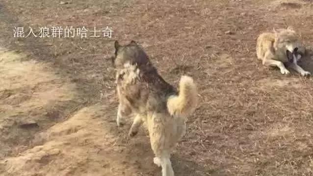 小老虎和二哈一同長大，如今每天被哈士奇騷擾，二哈：這貓真好玩