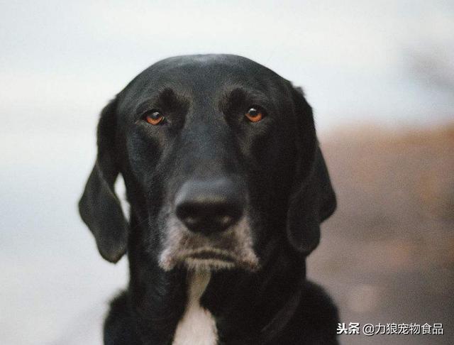 如果時間可以重來，我一定會看好我的狗狗，不會讓壞人傷害它