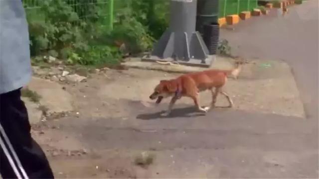 土狗遇火災時堅守家園，被救助後仍不忘舊主，最後終和主人團聚