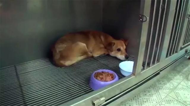 土狗遇火災時堅守家園，被救助後仍不忘舊主，最後終和主人團聚