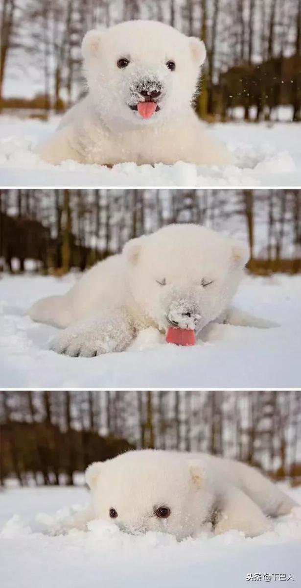 24隻動物第一次見到雪，表情亮了！