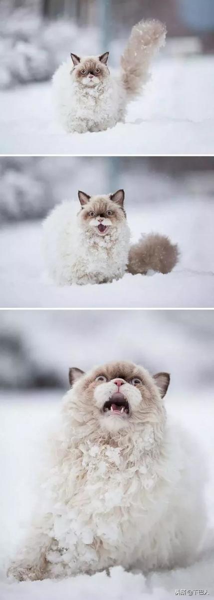 24隻動物第一次見到雪，表情亮了！