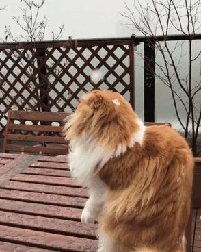 24隻動物第一次見到雪，表情亮了！