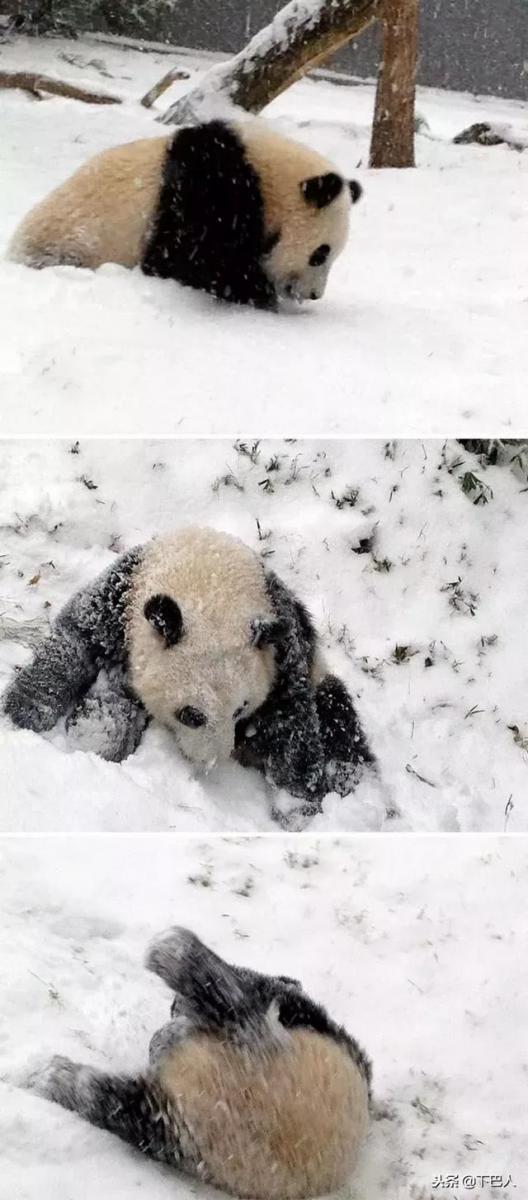 24隻動物第一次見到雪，表情亮了！