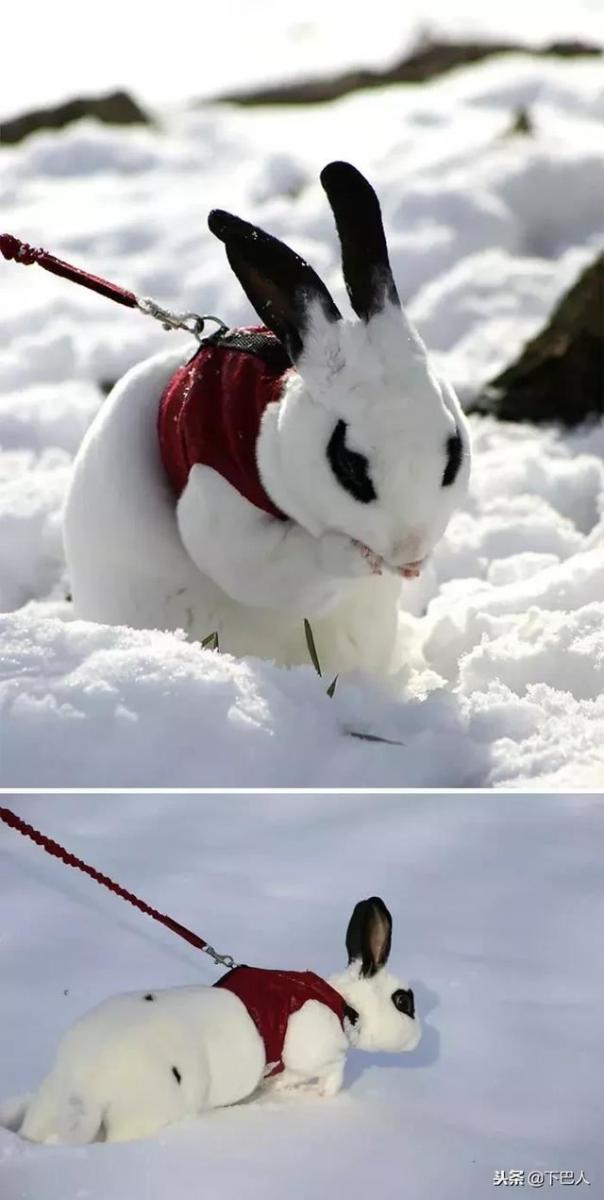 24隻動物第一次見到雪，表情亮了！