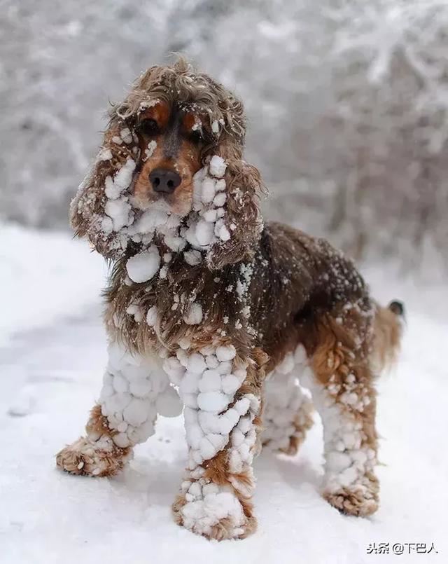 24隻動物第一次見到雪，表情亮了！