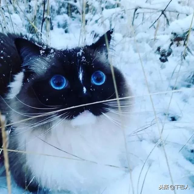 24隻動物第一次見到雪，表情亮了！