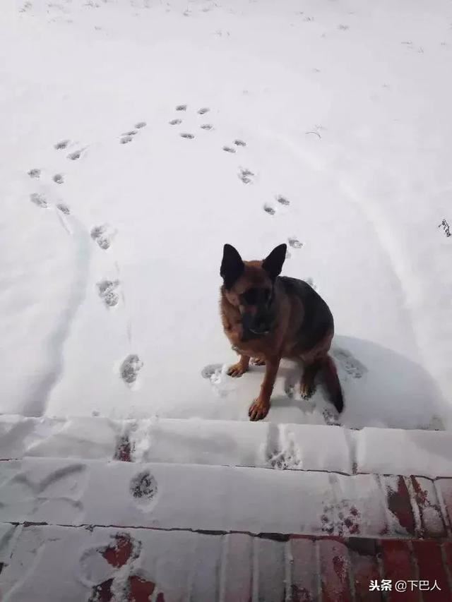 24隻動物第一次見到雪，表情亮了！