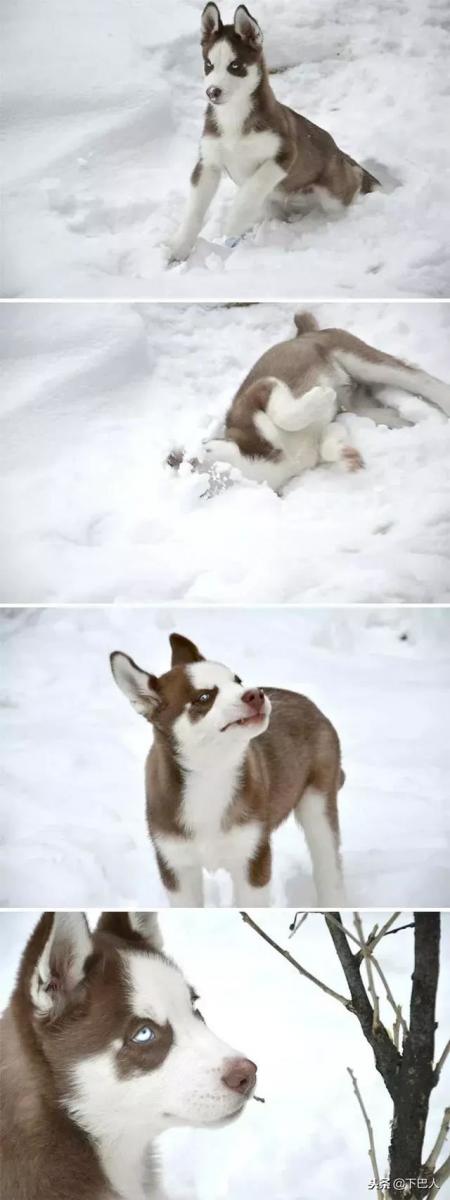 24隻動物第一次見到雪，表情亮了！