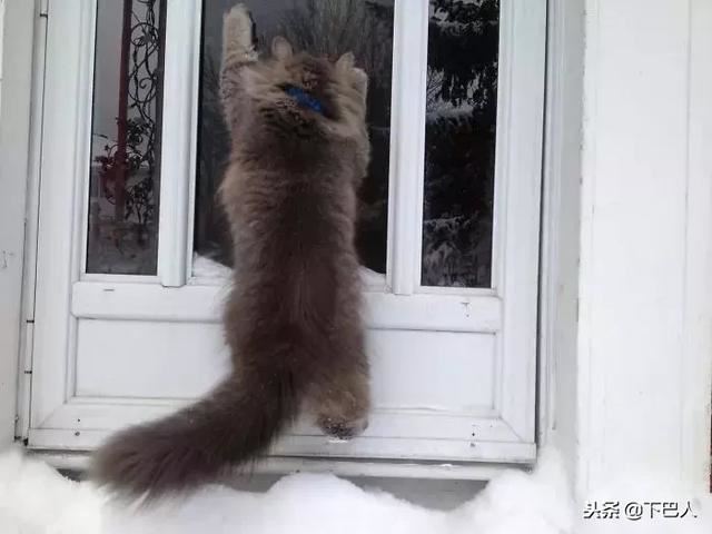 24隻動物第一次見到雪，表情亮了！
