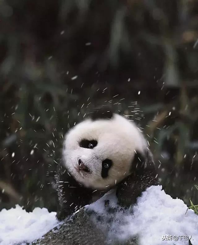 24隻動物第一次見到雪，表情亮了！