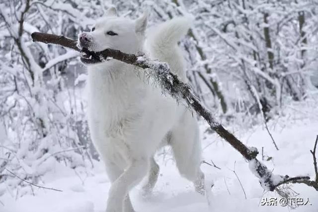 24隻動物第一次見到雪，表情亮了！