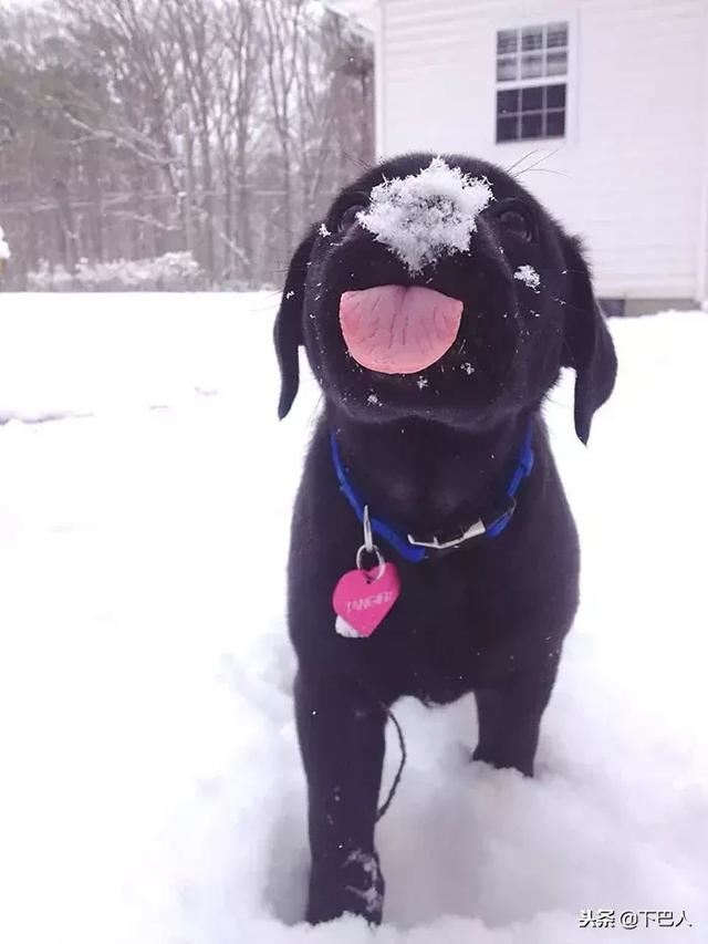24隻動物第一次見到雪，表情亮了！