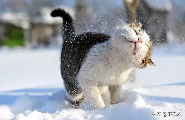 24隻動物第一次見到雪，表情亮了！