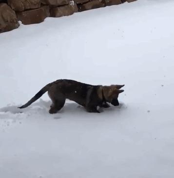 24隻動物第一次見到雪，表情亮了！