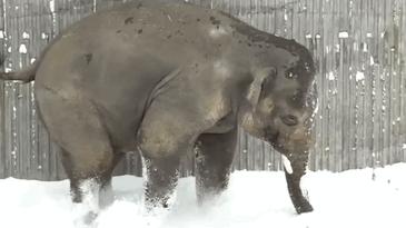 24隻動物第一次見到雪，表情亮了！