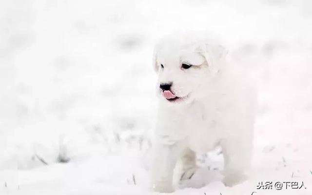 24隻動物第一次見到雪，表情亮了！