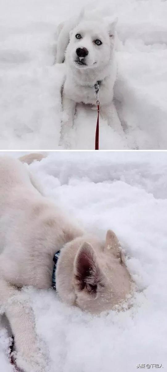 24隻動物第一次見到雪，表情亮了！