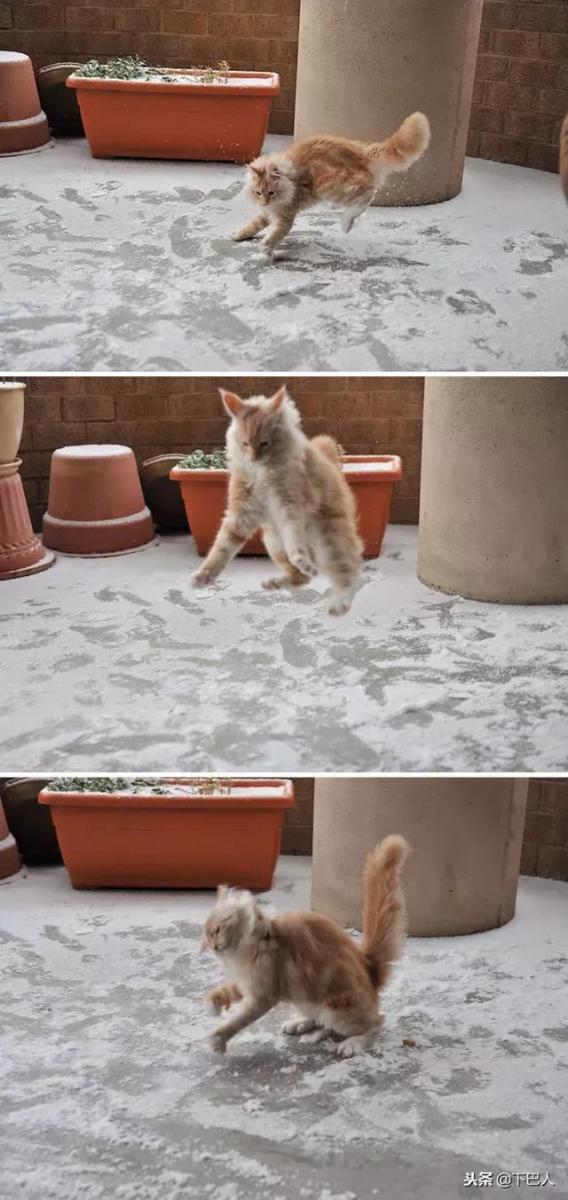 24隻動物第一次見到雪，表情亮了！