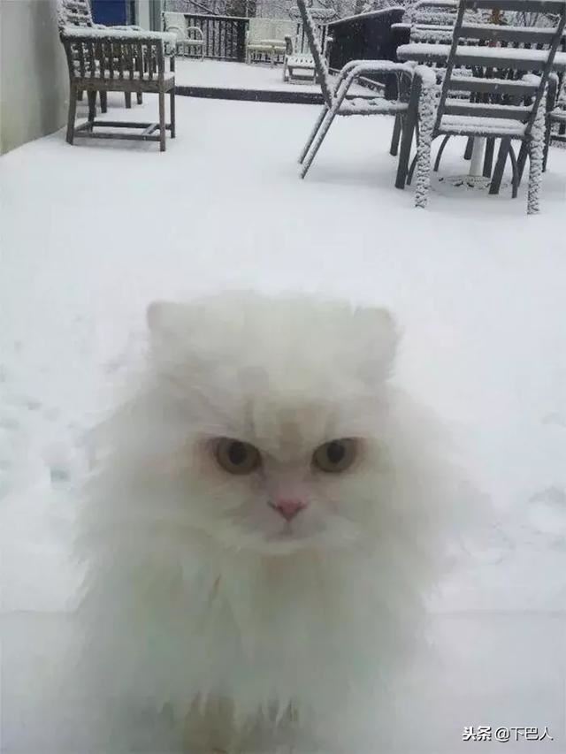 24隻動物第一次見到雪，表情亮了！