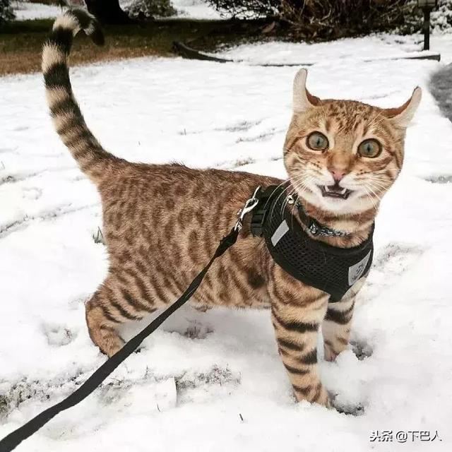 24隻動物第一次見到雪，表情亮了！