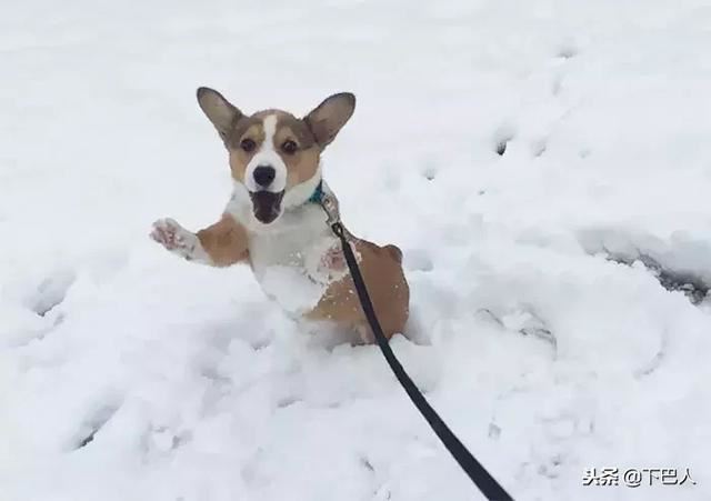 24隻動物第一次見到雪，表情亮了！