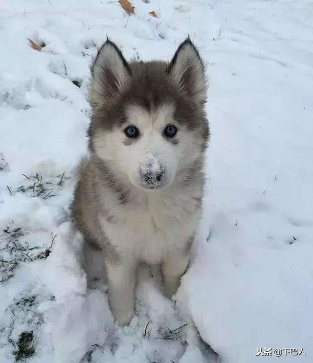 24隻動物第一次見到雪，表情亮了！