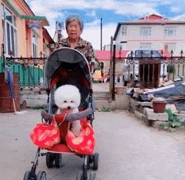 奶奶在家很孤獨，送她一隻小博美，半年後在見面時，博美被寵翻了！