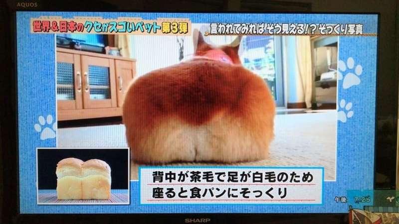 這吐司怎麼會動？　「本尊」一轉過來迷倒千萬網友