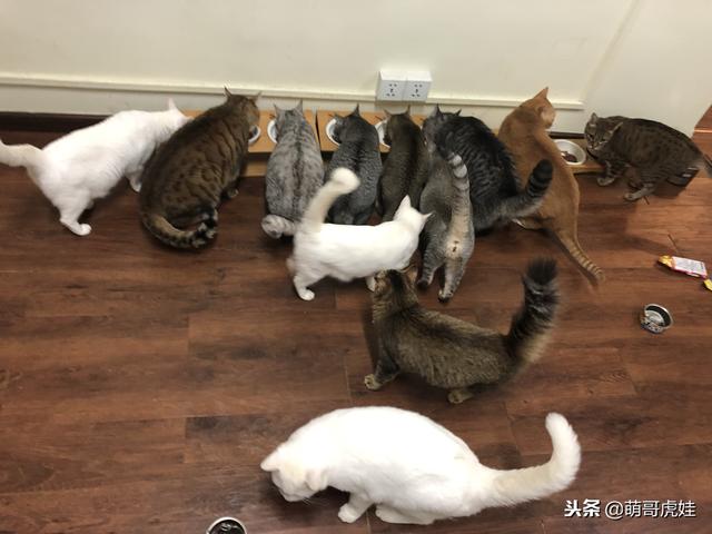 排排坐吃飯「就它最顯眼」！2倍大身材「臉蛋反差萌」網笑：搭不起來～