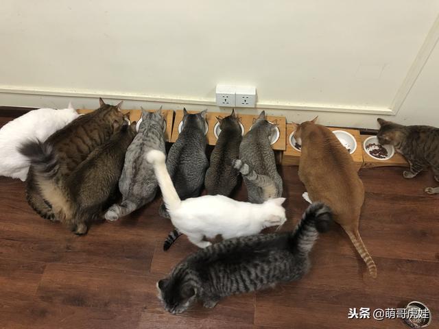 排排坐吃飯「就它最顯眼」！2倍大身材「臉蛋反差萌」網笑：搭不起來～