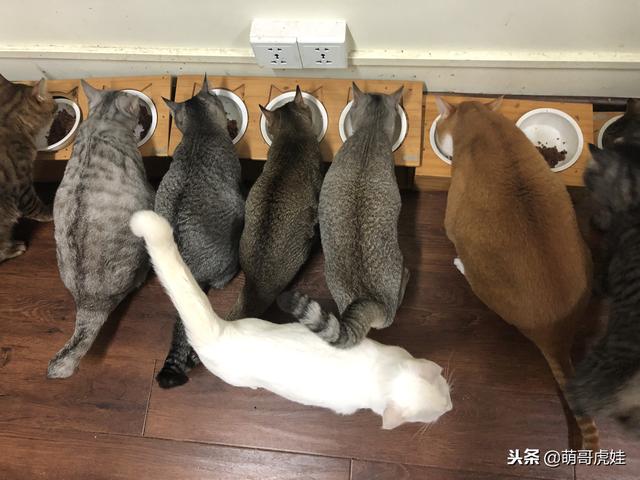 排排坐吃飯「就它最顯眼」！2倍大身材「臉蛋反差萌」網笑：搭不起來～