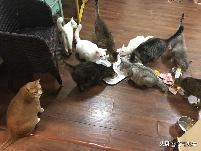 排排坐吃飯「就它最顯眼」！2倍大身材「臉蛋反差萌」網笑：搭不起來～
