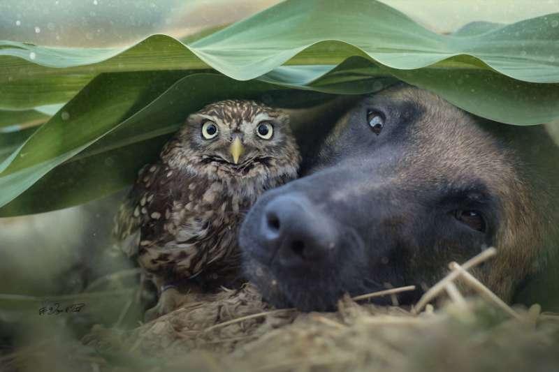 大狼犬被貓頭鷹收編「變專屬跟屁蟲」　凹嗚：我欲甲你攬牢牢~