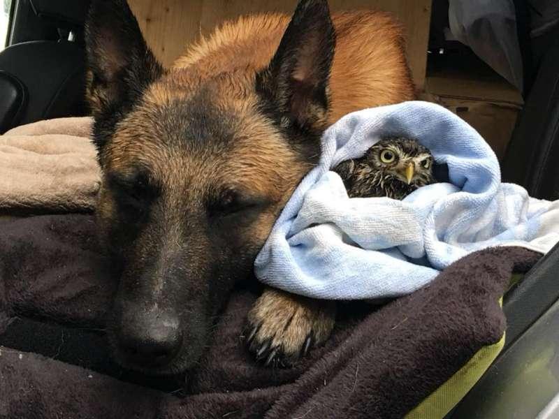 大狼犬被貓頭鷹收編「變專屬跟屁蟲」　凹嗚：我欲甲你攬牢牢~
