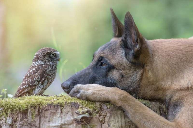 大狼犬被貓頭鷹收編「變專屬跟屁蟲」　凹嗚：我欲甲你攬牢牢~