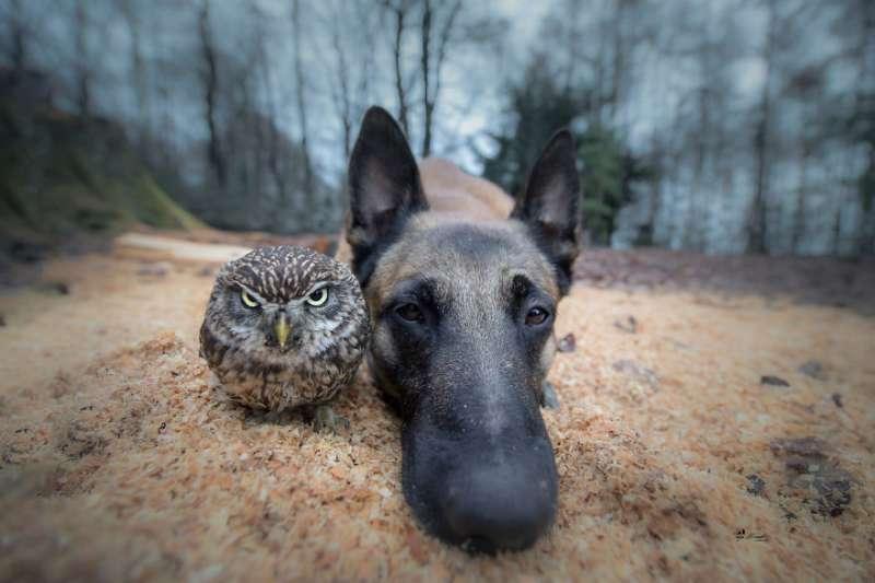 大狼犬被貓頭鷹收編「變專屬跟屁蟲」　凹嗚：我欲甲你攬牢牢~