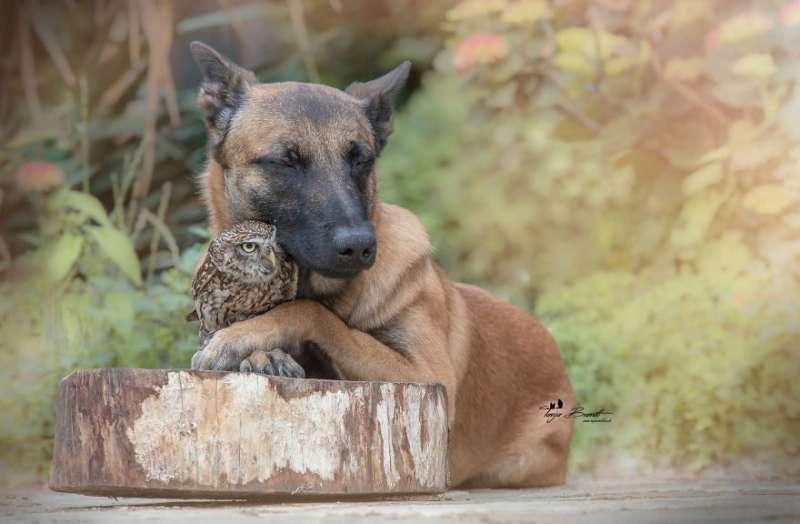 大狼犬被貓頭鷹收編「變專屬跟屁蟲」　凹嗚：我欲甲你攬牢牢~