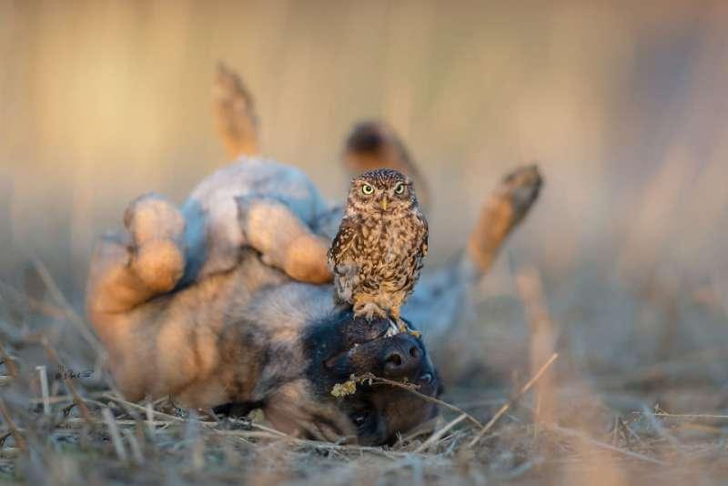 大狼犬被貓頭鷹收編「變專屬跟屁蟲」　凹嗚：我欲甲你攬牢牢~