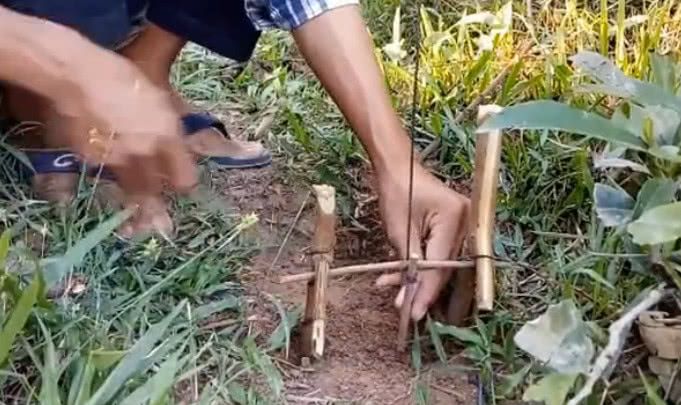 農村小伙在田地設了個陷阱，半天不到就抓到個野貨 !