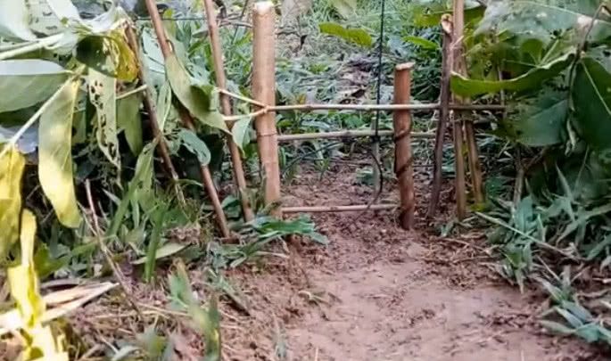 農村小伙在田地設了個陷阱，半天不到就抓到個野貨 !