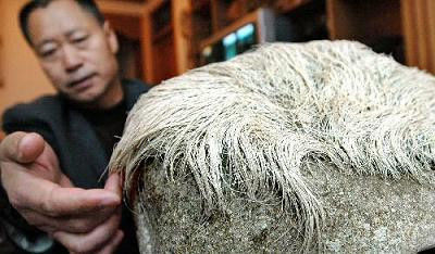 男子撿到石頭竟然長出白髮，專家看後讓他直呼發財 !