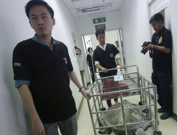遊客發現烏龜不對勁，送到醫院檢查，醫生看著機器不敢相信！