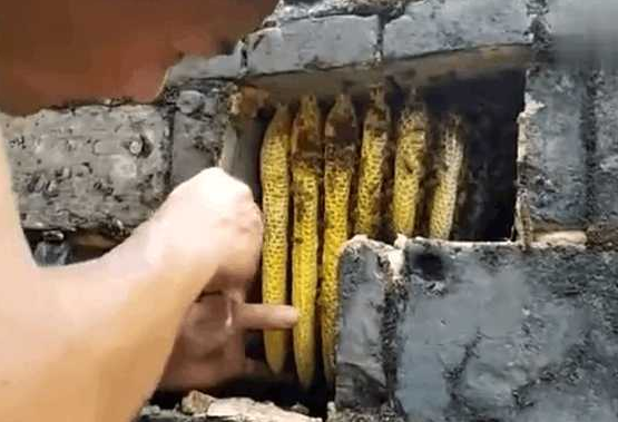 男子在後院菜地幹活，聽見牆縫傳來異響，撬開後卻有意外收穫