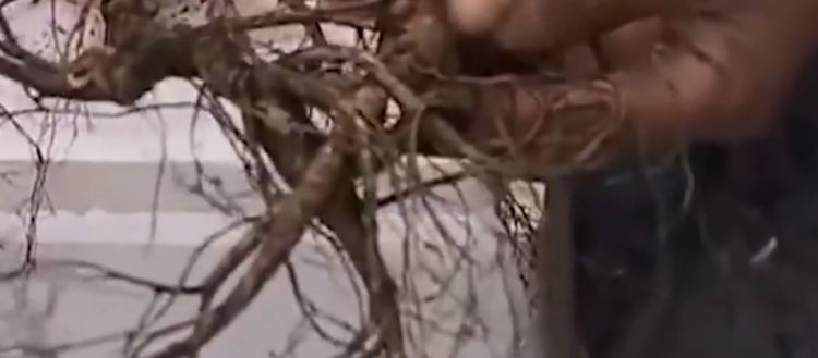 男子山里發現黑漆漆的洞，深挖之後撿到大寶貝 !