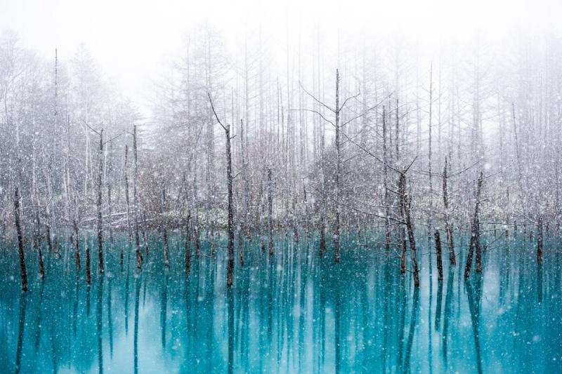 北海道青池初落雪美到不似人間　一到夜晚瞬間「變成魔幻風景」